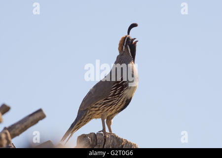 La caille, Gambel mâle (Callipepla gambelii), appelant. Bosque del Apache National Wildlife Refuge, Nouveau Mexique, USA. Banque D'Images