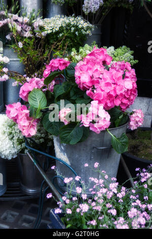 Fleurs hortensia blanc dans un pot sur la chaise en fer minable Banque D'Images