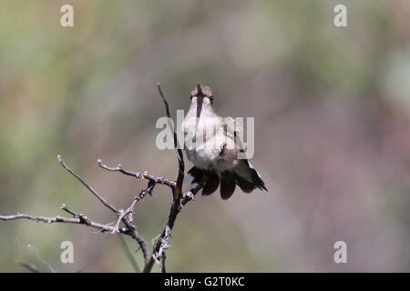 Colibri à gorge noire (Archilochus alexandri), Bosque del Apache, National Wildlife Refuge, Nouveau Mexique, USA. Banque D'Images