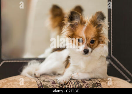 Chiot Papillon chien (Canis lupus familiaris) Banque D'Images