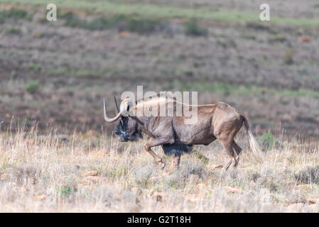 Un gnou noir, Connochaetes gnou, également appelé un cerf de gnu, marcher dans la région du Karoo Eastern Cape Banque D'Images