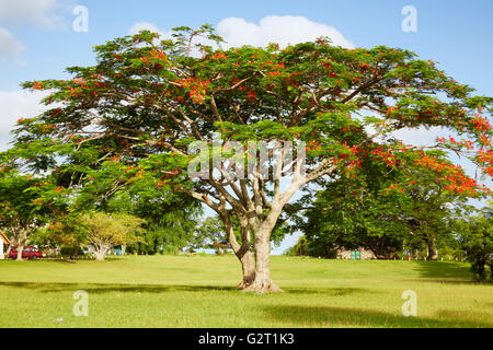 Royal Poinciana (Delonix regia), Port Vila, l'île d'Efate, Vanuatu Banque D'Images