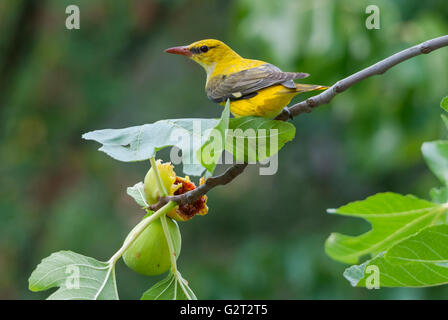 Une femelle golden (Oriolus oriolus) se nourrissent d'une figue Banque D'Images