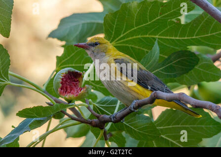 Oriole golden femelle et demi-mangé de figue. Banque D'Images