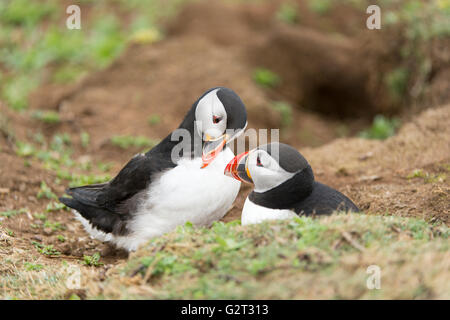 Les macareux nichent sur l'île de Skomer, Galles du Sud. Banque D'Images