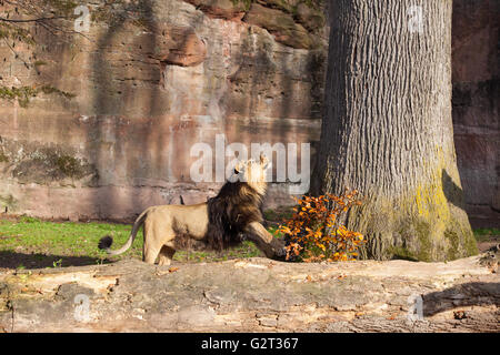 Le zoo de Nuremberg en Lion Banque D'Images