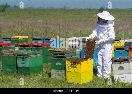 Photo horizontale d'un apiculteur de tenue de protection blanc veille sur ses ruches sur un champ vert Banque D'Images