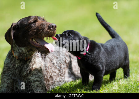 Un adulte et un pointeur allemand Shorthair Chiot Lab noir Banque D'Images