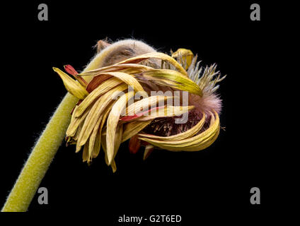 Belle fleur flétrie dahlia jaune isolé sur un fond noir. Concept de nostalgie, mélancolie et même la mort. Banque D'Images