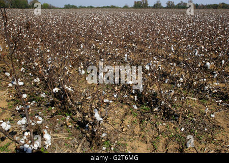 Capsules de coton prêt pour récolte dans un champ près de Aiken, Caroline du Sud. Banque D'Images