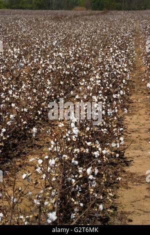 Capsules de coton prêt pour récolte dans un champ près de Aiken, Caroline du Sud. Banque D'Images