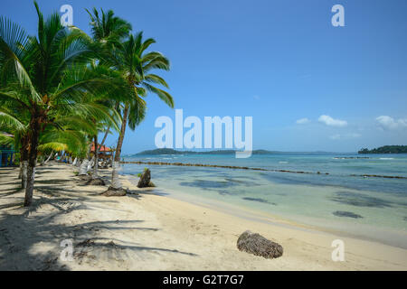 Palmiers sur l'île de Carenero dans Bocas del Toro, PANAMA Banque D'Images