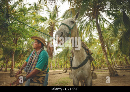 Les chevaux dans le Parc National Tayrona, Colombie Banque D'Images