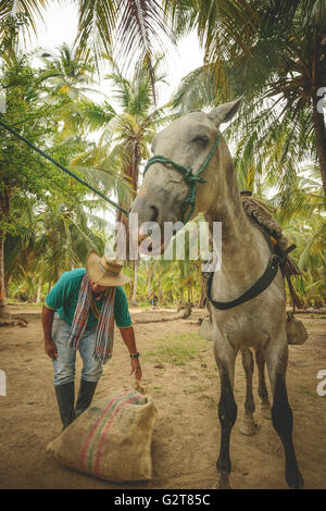 Les chevaux dans le Parc National Tayrona, Colombie Banque D'Images