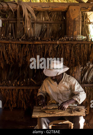 Fabrication de cigares cubains en travailleur de la manière traditionnels fabriqués à la main. Viñales, Cuba, Caraïbes, Amérique du Sud Banque D'Images