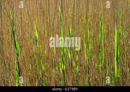 Abstract pattern de roseau commun Phragmites australis retour allumé Banque D'Images