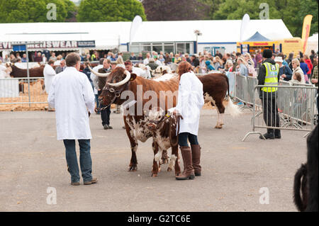 Agriculteur juge [bath and west] cornes de vache de la concurrence Banque D'Images