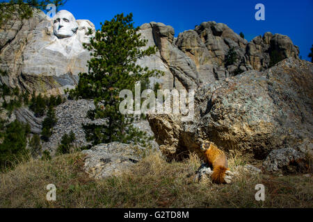 Marmotte sauvage assis près du Mont Rushmore dans le Dakota du Sud Banque D'Images