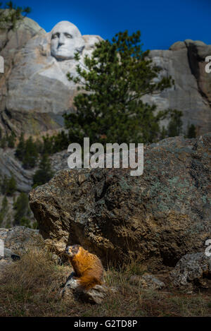 Marmotte sauvage assis près du Mont Rushmore dans le Dakota du Sud Banque D'Images