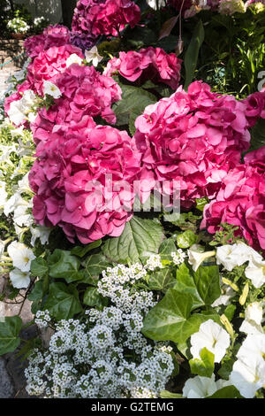 Jardin fleuri Banque D'Images