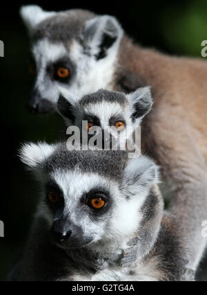 Kiki un bébé de sept semaines Untitled Document l'anneau avec la mère à Beru Blair Drummond Safari Park, près de Stirling comme elle fait ses débuts ce matin. Banque D'Images