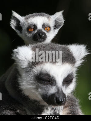 Kiki un bébé de sept semaines Untitled Document l'anneau avec la mère à Beru Blair Drummond Safari Park, près de Stirling comme elle fait ses débuts ce matin. Banque D'Images