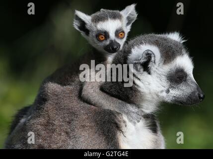 Kiki un bébé de sept semaines Untitled Document l'anneau avec la mère à Beru Blair Drummond Safari Park, près de Stirling comme elle fait ses débuts ce matin. Banque D'Images