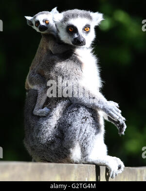 Kiki un bébé de sept semaines Untitled Document l'anneau avec la mère à Beru Blair Drummond Safari Park, près de Stirling comme elle fait ses débuts ce matin. Banque D'Images