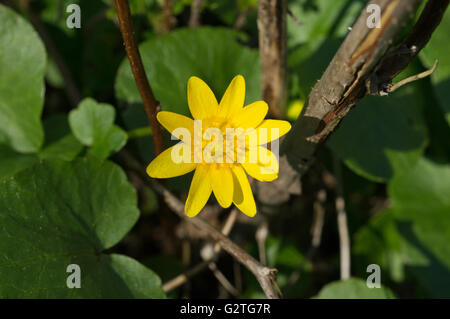 Lesser celandine Banque D'Images