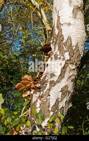 Bande de champignon brun sur un bouleau Banque D'Images