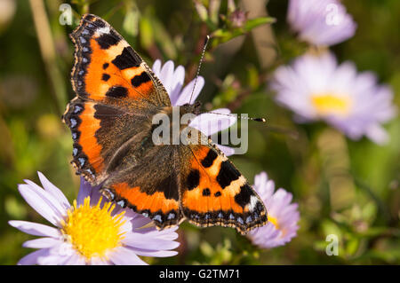 Un petit papillon écaille (Aglais urticae) sur les fleurs de l'Aster. Banque D'Images