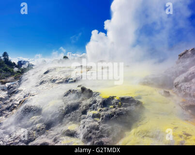 Pohutu geyser et les plumes du prince de Galles geyser, réserve thermale de Whakarewarewa, Te puia valley, Rotorua, Nouvelle-Zélande Banque D'Images