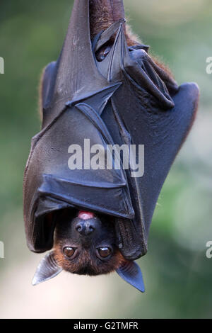 Flying Fox indien ou une plus grande roussette indiennes (Pteropus giganteus) pendaison, captive Banque D'Images