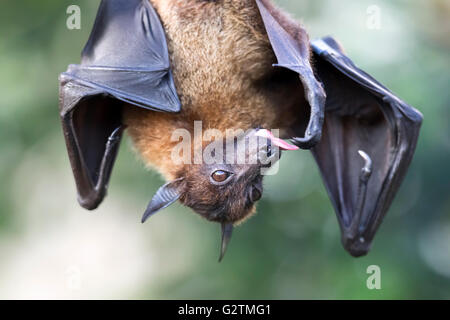 Flying Fox indien ou une plus grande roussette indiennes (Pteropus giganteus) pendaison, captive Banque D'Images