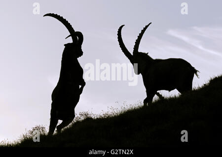 Combats de Bouquetin des Alpes (Capra ibex) en rétro-éclairage, haut tauern national park, Carinthie, Autriche Banque D'Images