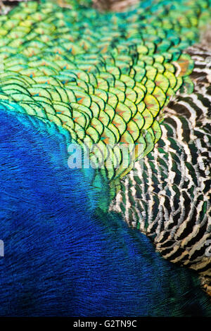 Les plumes de paon Banque D'Images