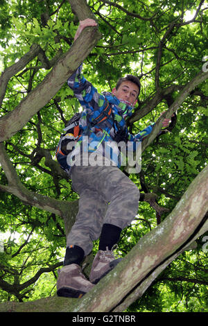 Garçon escalade Arbre de chêne Banque D'Images