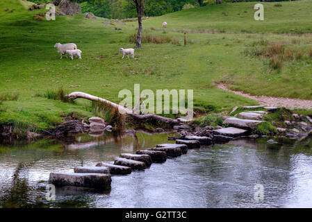 Stepping Stones, rivière Rothay, Lake District, Cumbria, England, UK Banque D'Images