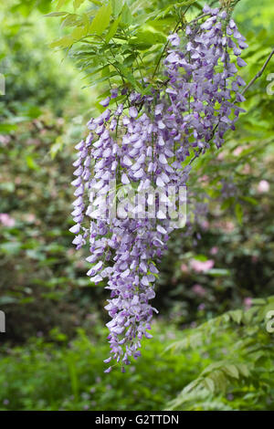 Wisteria sinensis fleurs dans les bois. Banque D'Images