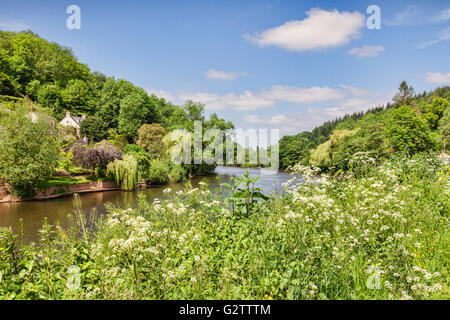 Cow parsley (Anthriscus sylvestris) sur les rives de la rivière Wye à Symonds Yat, Gloucestershire, England, UK Banque D'Images