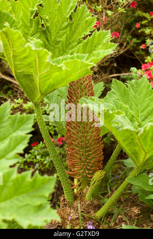 Gunnera manicata Banque D'Images