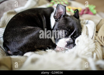 Jolies Jeunes Boston Terrier Puppy Portrait Studio Banque D'Images