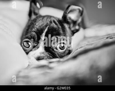 Jolies Jeunes Boston Terrier Puppy Portrait Studio Banque D'Images