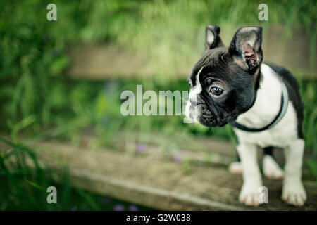 Jeune Chiot Boston Terrier Banque D'Images