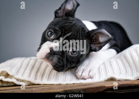 Jolies Jeunes Boston Terrier Puppy Portrait Studio Banque D'Images