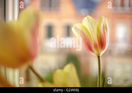 Comme décoration de fenêtre tulipes dans la fenêtre du salon avec l'arrière-plan de la rue Banque D'Images