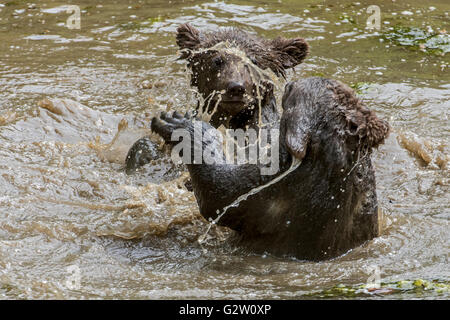 Ludique deux ours brun (Ursus arctos) d'oursons s'amusant par playfighting dans l'eau du lac au printemps Banque D'Images