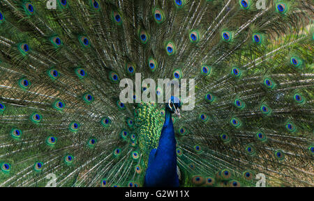 Paons bleus au Zoo de Calgary. Banque D'Images