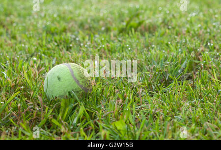 Balle de tennis sur l'herbe verte Banque D'Images
