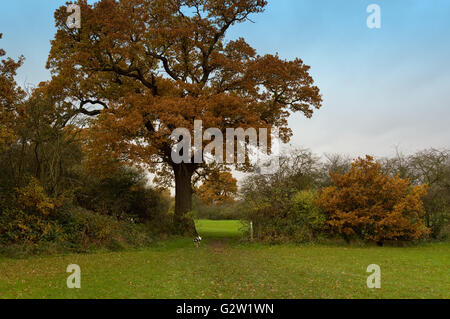 Arbre de chêne français en pleine couleurs d'automne dans une haie. Il y a une ouverture avec un chien marche à travers Banque D'Images